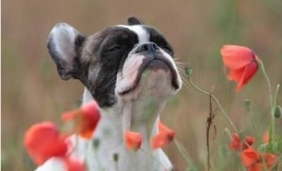 cachorro entre flores respirando de olhos fechados