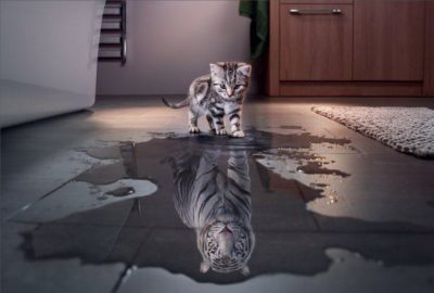 gato enxergando reflexo de um tigre na poça de agua