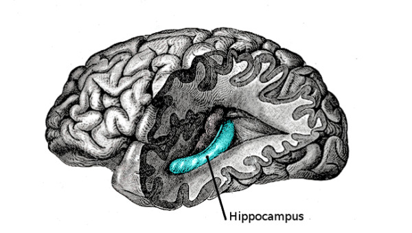 figura mostrando posição do hipocampo no cérebro